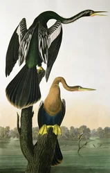 Anhinga à bec noir, tiré de « Birds of America », gravé par Robert Havell (1793-1878), 1836